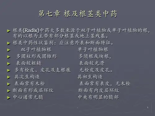 第七章根及根茎类中药PPT课件