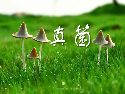 《真菌》PPT【优秀课件PPT】