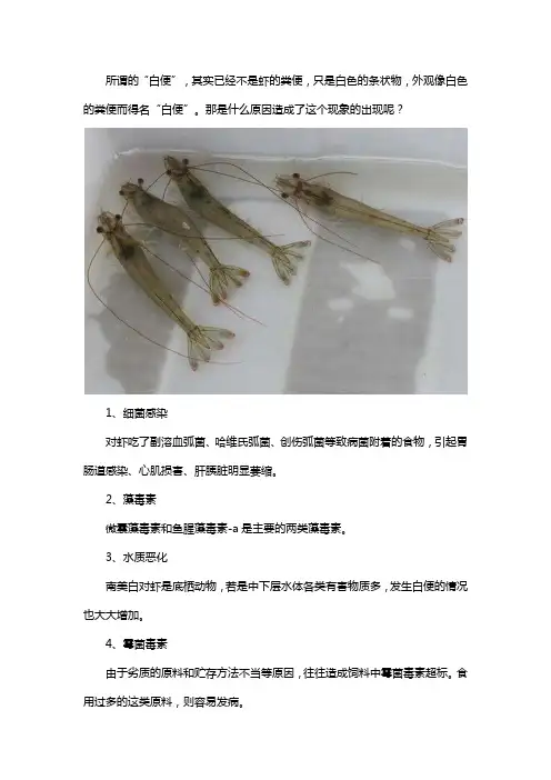 虾白便原因是什么