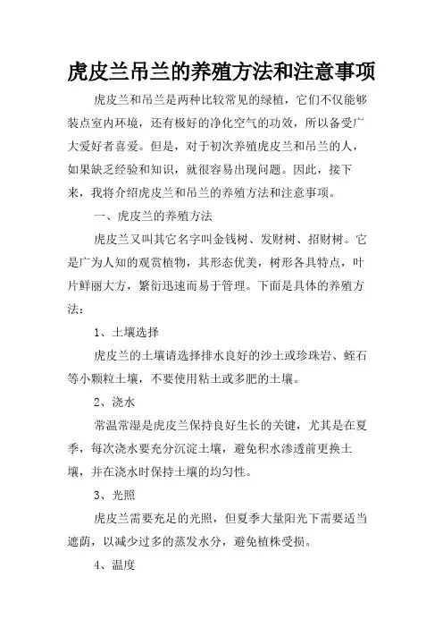 虎皮兰吊兰的养殖方法和注意事项