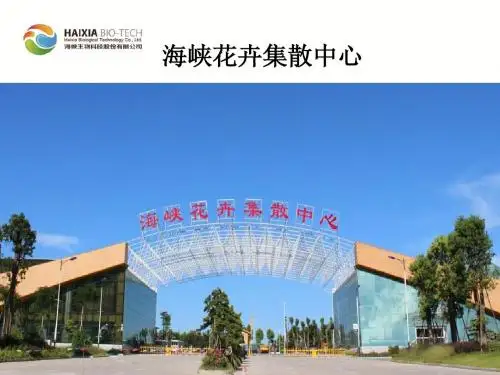 漳州常见观叶类乔木