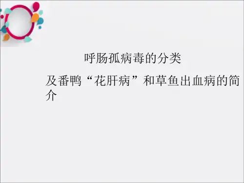 呼肠孤病毒及番鸭花肝病和草鱼出血病的简介