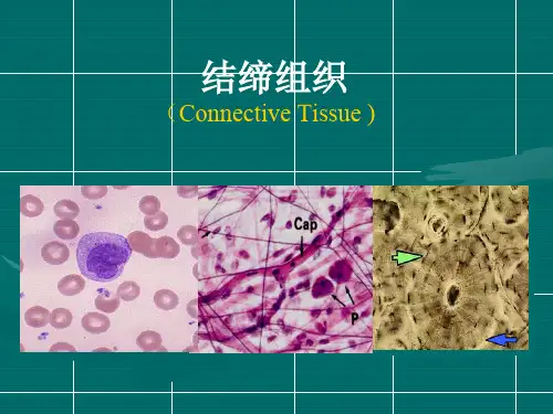 结缔组织,软骨和骨1