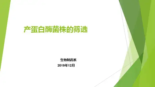 5产蛋白酶菌株的筛选2019