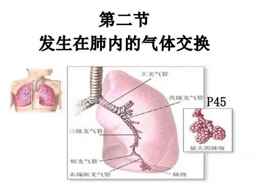 第三章第二节发生在肺内的气体交换介绍