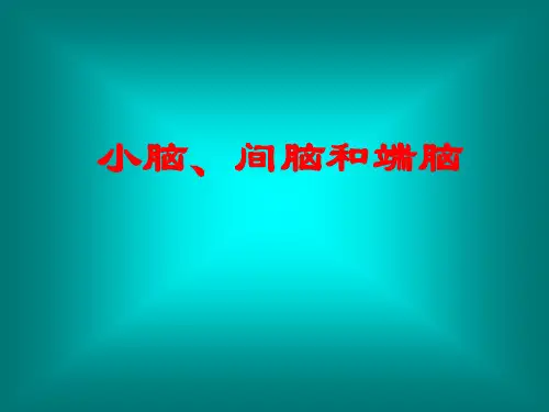 小脑、间脑和端脑
