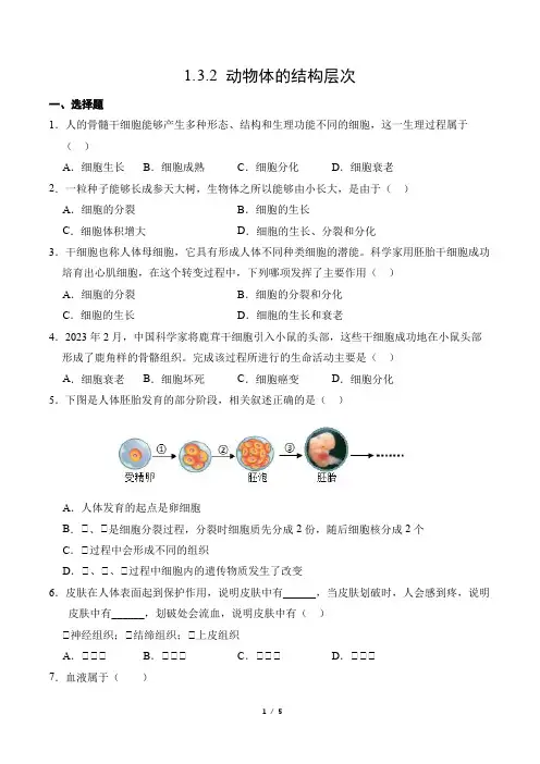 动物体的结构层次 基础练习-2024-2025学年人教版生物七年级上册