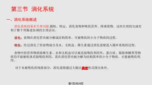 学前儿童卫生学消化系统PPT课件