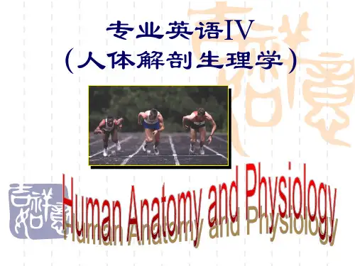 专业英语-人体解剖生理学
