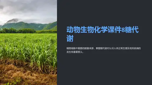 动物生物化学课件8糖代谢