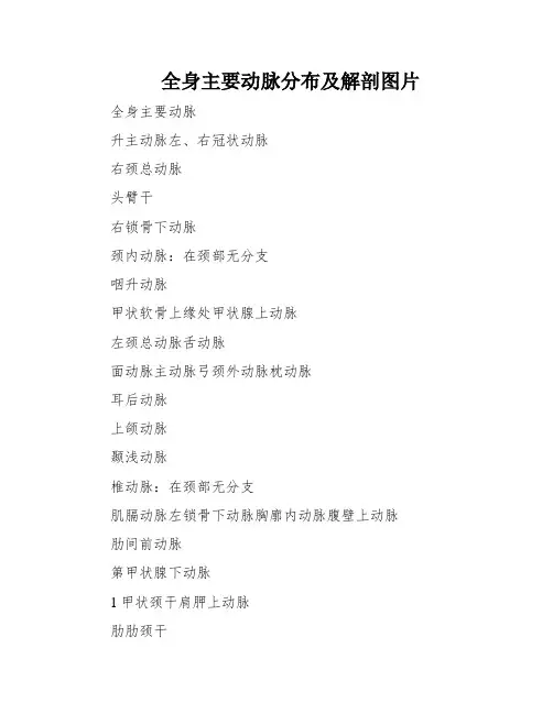 全身主要动脉分布及解剖图片