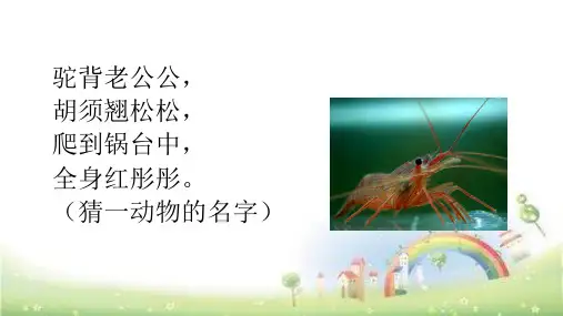 部编版三年级语文(下)PPT《小虾》公开课课件1