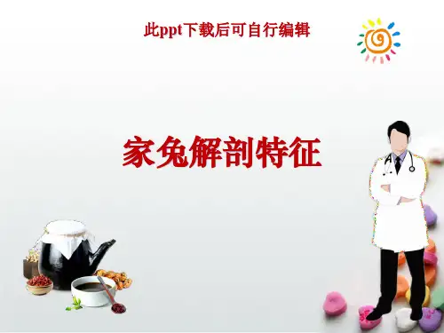 家兔解剖学ppt课件