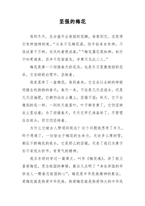 坚强的梅花
