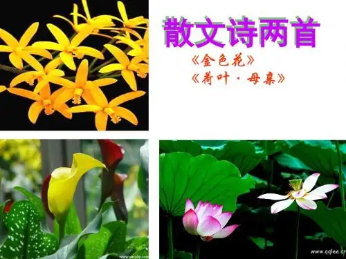 4《散文诗两首》(《金色花》4《荷叶__母亲》)公开课件