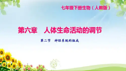 《神经系统的组成》练习题课件