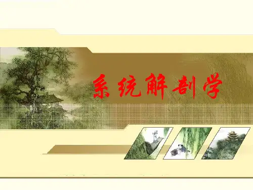 1-系统解剖学-分离颅骨、颅的整体观、颅骨连接