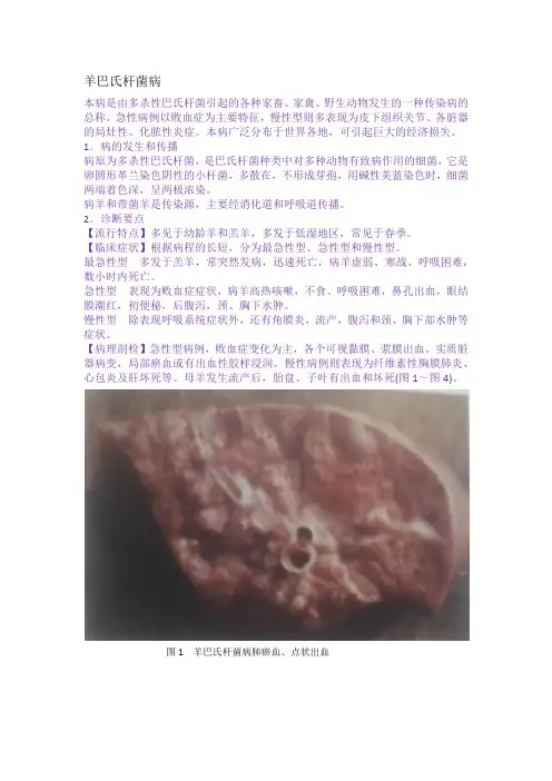 羊巴氏杆菌病