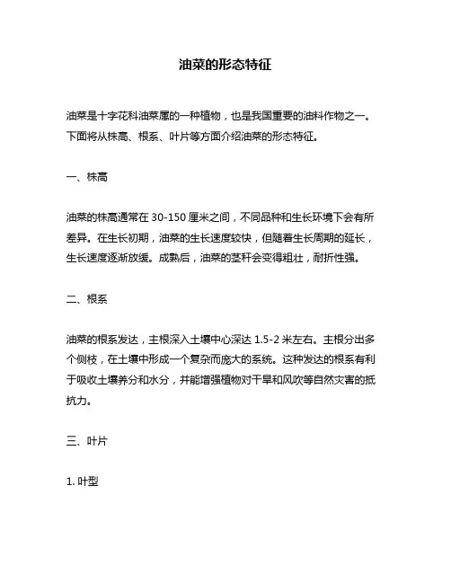 油菜的形态特征