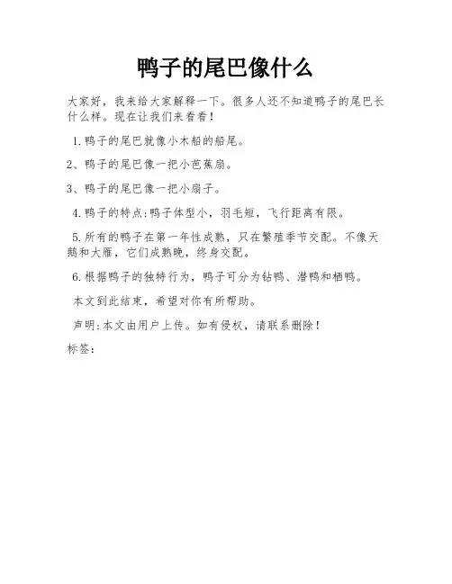 鸭子的尾巴像什么