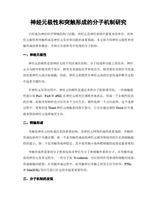 神经元极性和突触形成的分子机制研究