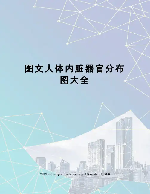 图文人体内脏器官分布图大全