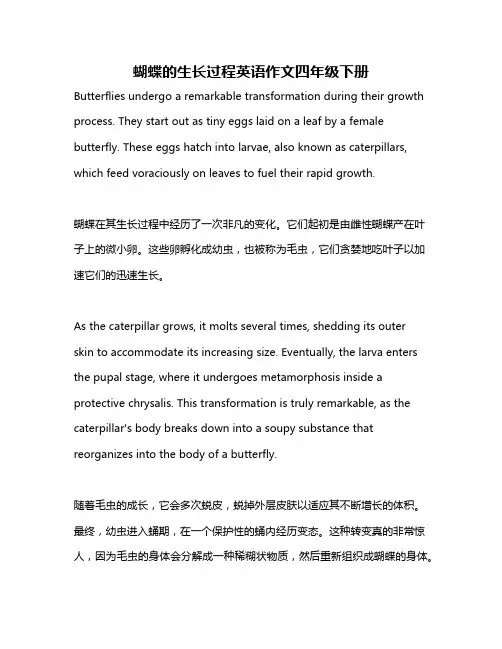 蝴蝶的生长过程英语作文四年级下册