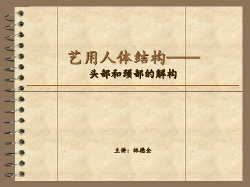 第二讲艺用人体结构——