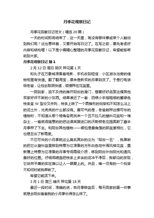 月季花观察日记范文（精选20篇）