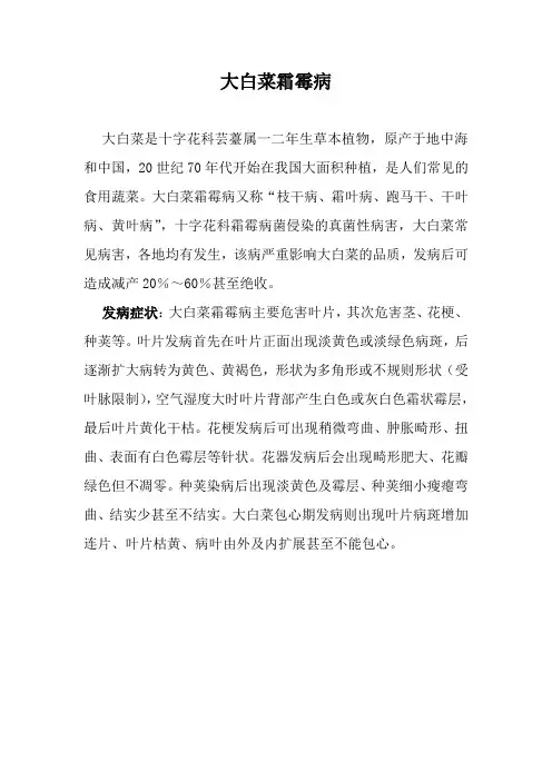 大白菜霜霉病