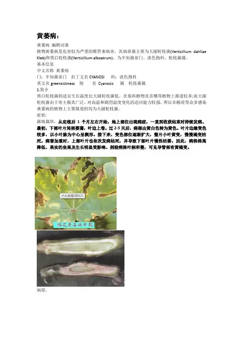黄萎病