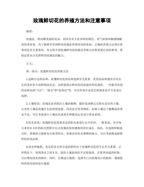 玫瑰鲜切花的养殖方法和注意事项