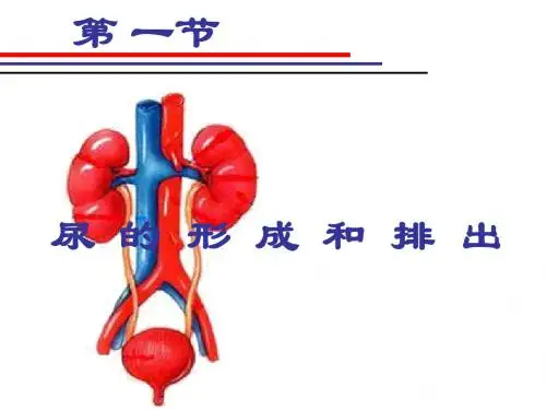 尿液的形成和排出