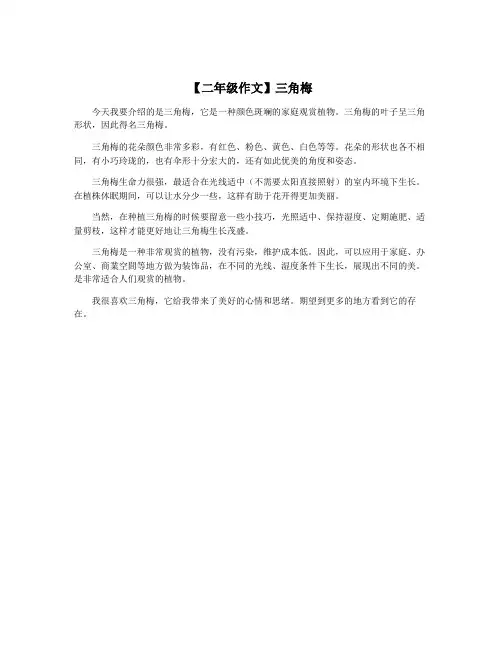 【二年级作文】三角梅