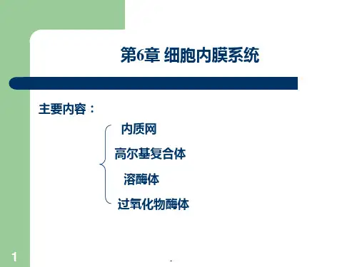 第6章-内膜系统PPT课件