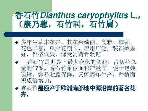 精选切花香石竹的栽培技术