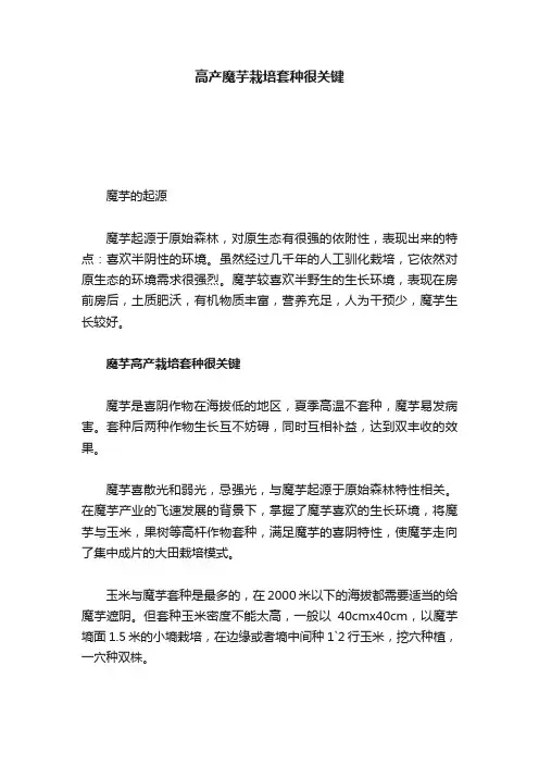 高产魔芋栽培套种很关键