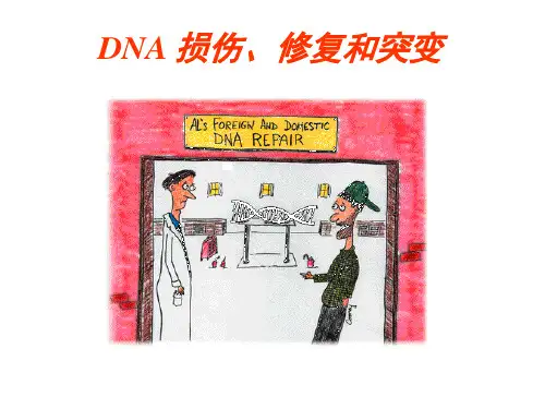 DNA损伤与修复PPT课件