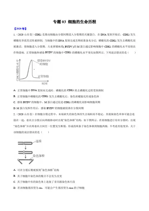 高中生物高考专题03 细胞的生命历程-十年(2011-2020)高考真题生物分项详解(原卷版)