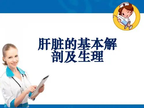 肝脏的基本解剖及生理ppt课件