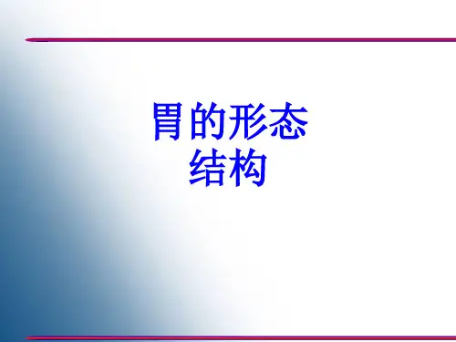 胃的形态结构PPT培训课件