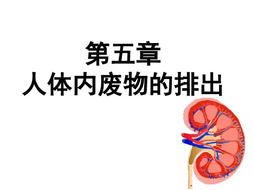 第五章人体内废物的排出课件人教版生物七年级下册