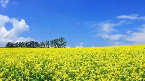 《花的勇气》PPT课件