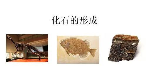 1-1化石的形成
