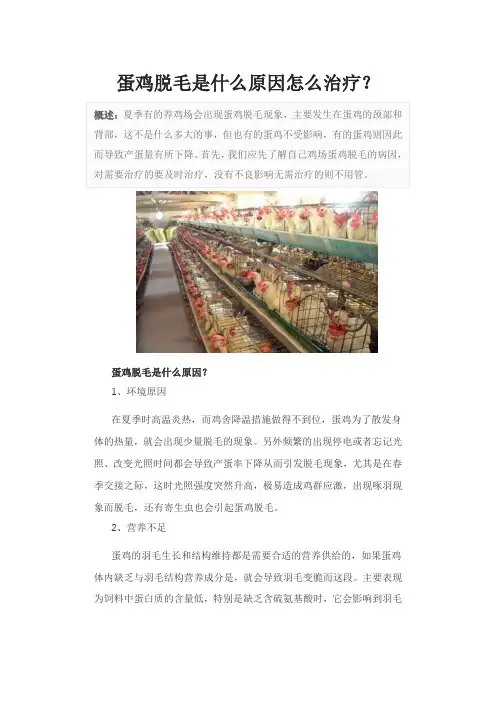 蛋鸡脱毛是什么原因怎么治疗