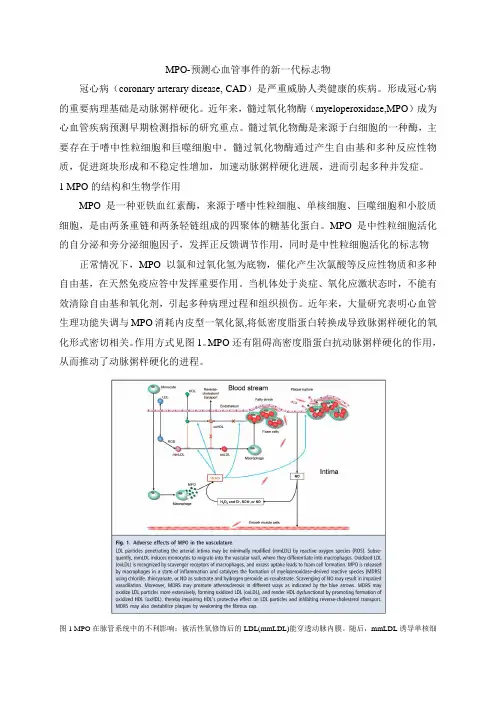 髓过氧化物酶综述