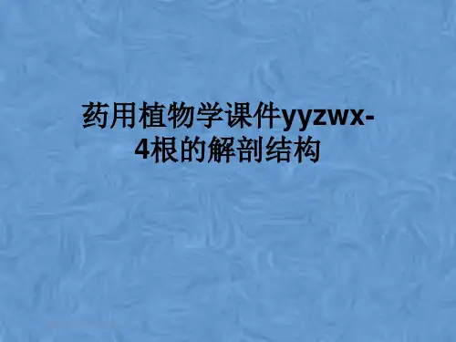 药用植物学课件yyzwx-4根的解剖结构