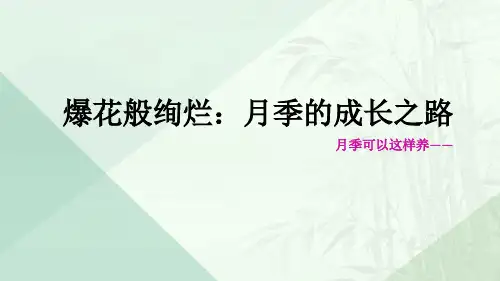 爆花般绚烂：月季的成长之路   浅谈月季的养殖与管理技术