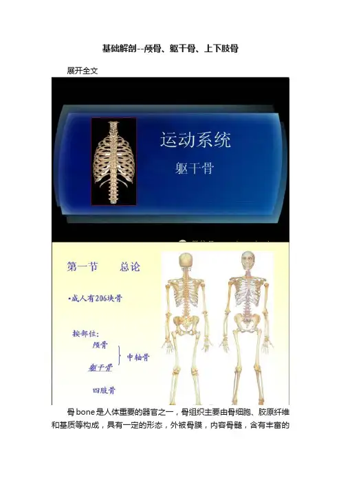 基础解剖--颅骨、躯干骨、上下肢骨