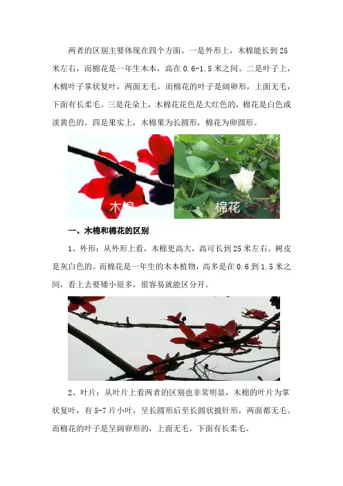 木棉和棉花的区别,木棉怎么养